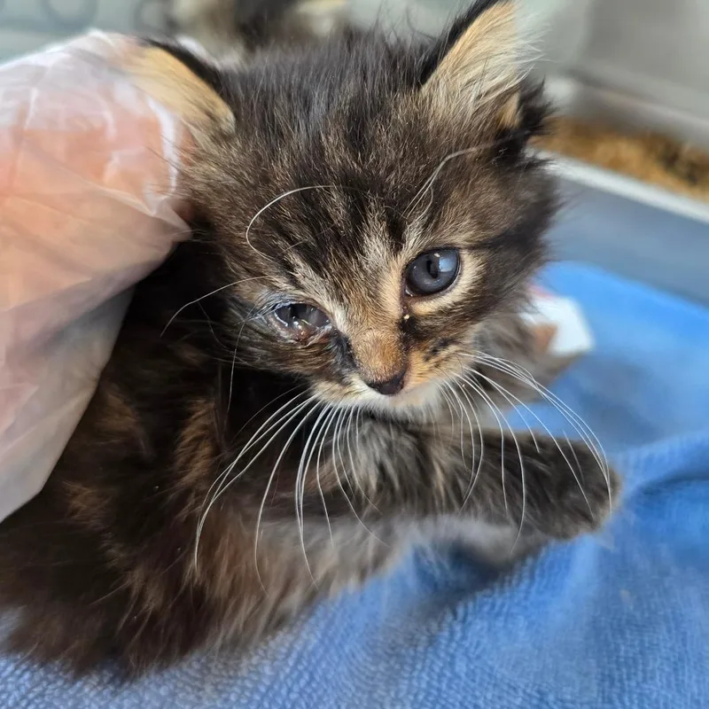 A baby small-sized male Black Domestic Medium Hair cat named Harlan for adoption in Madisonville, TN