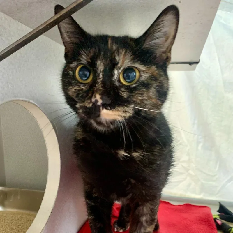 A young medium-sized female Domestic Short Hair cat named Stacy for adoption in Shoreline, WA