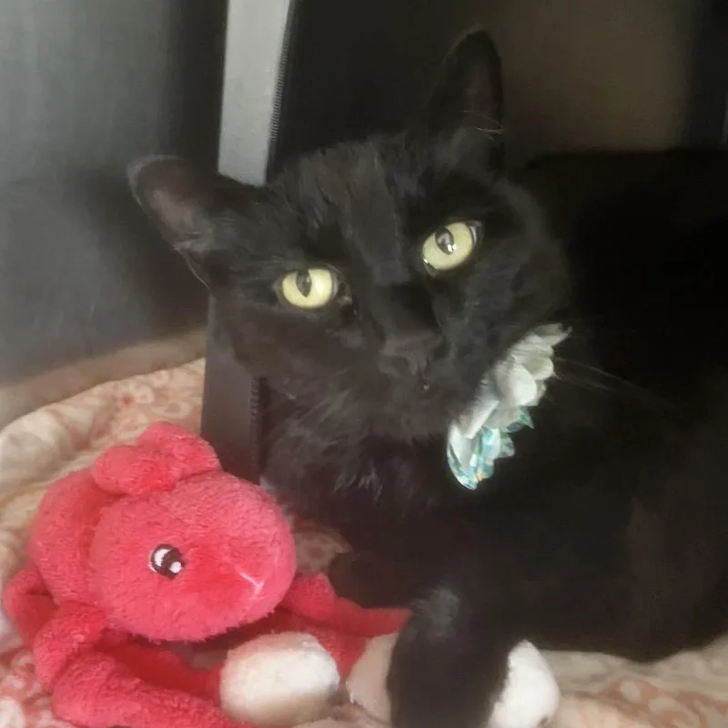Scarlett thumbnail 2
