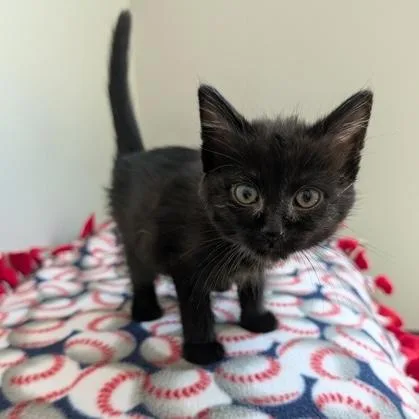 A baby small-sized female Black Domestic Short Hair cat named Ellen Sue for adoption in Rochester, MN