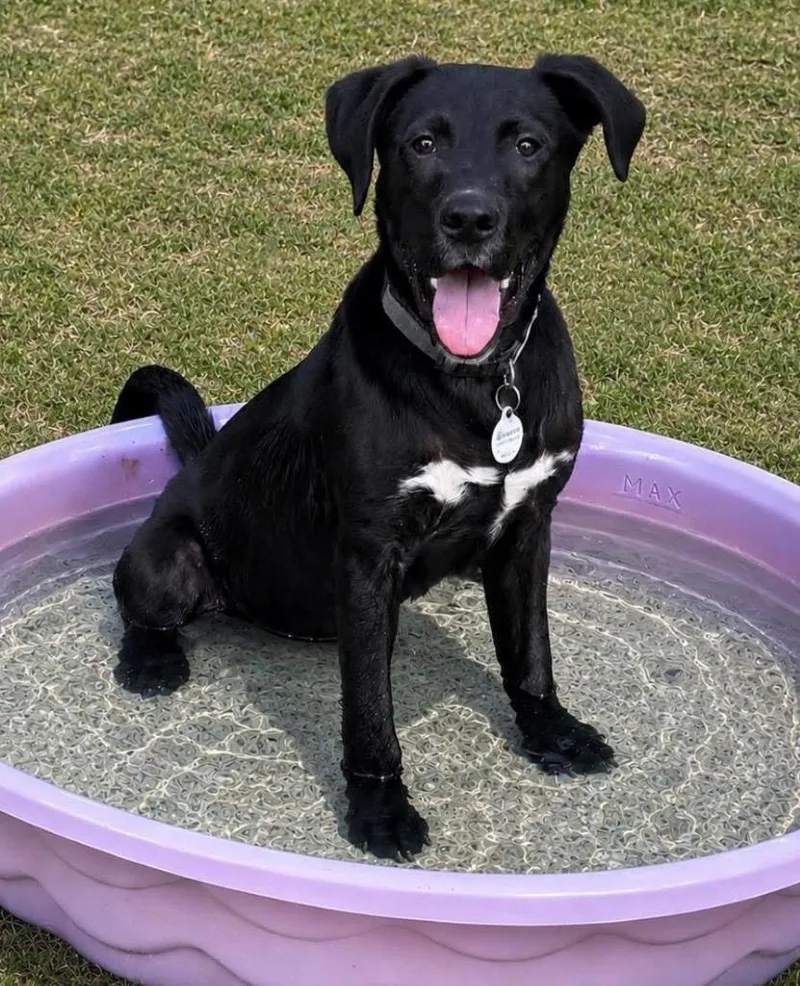 A baby large-sized male Labrador Retriever dog named Cole for adoption in Claremore, OK