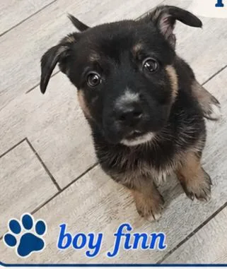 A baby small-sized male Bicolor Dutch Shepherd dog named Finn for adoption in Fort Lauderdale, FL