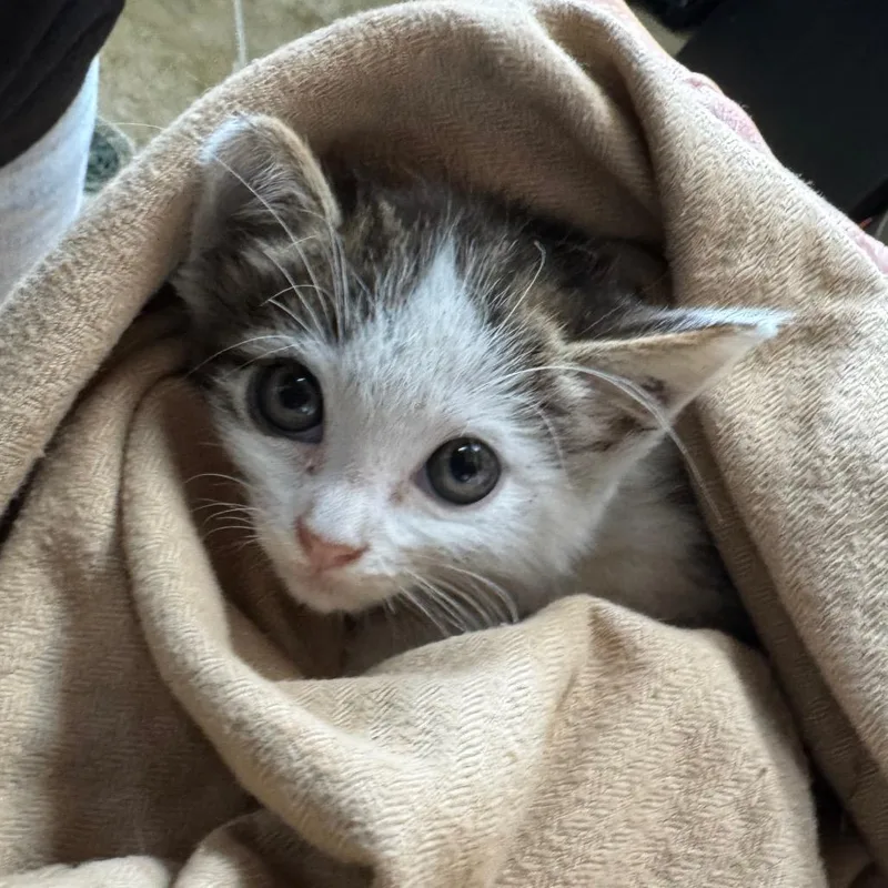 A baby small-sized male White Domestic Short Hair cat named Giles for adoption in Fredericksburg, TX