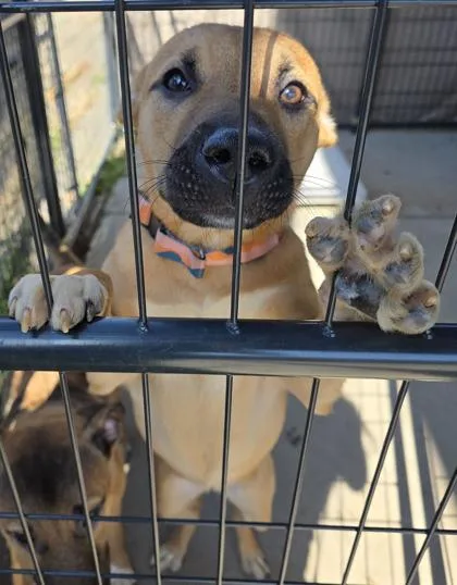A young large-sized female Shepherd dog named Adeline for adoption in Roseville, CA