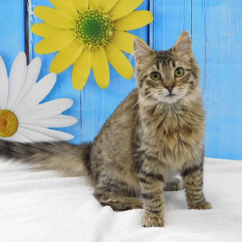 A baby small-sized female Brown / Chocolate Domestic Medium Hair cat named Pippa for adoption in Canton, IL