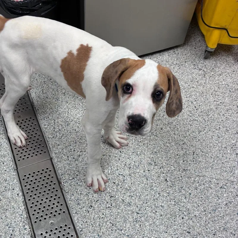 A baby medium-sized male White / Cream Mastiff dog named Prince for adoption in Reno, NV