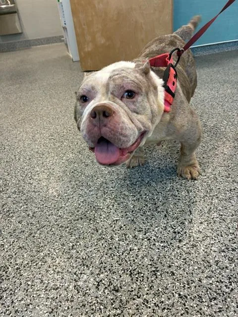 An adult medium-sized female Mixed Breed dog named Beth for adoption in Palmetto, FL