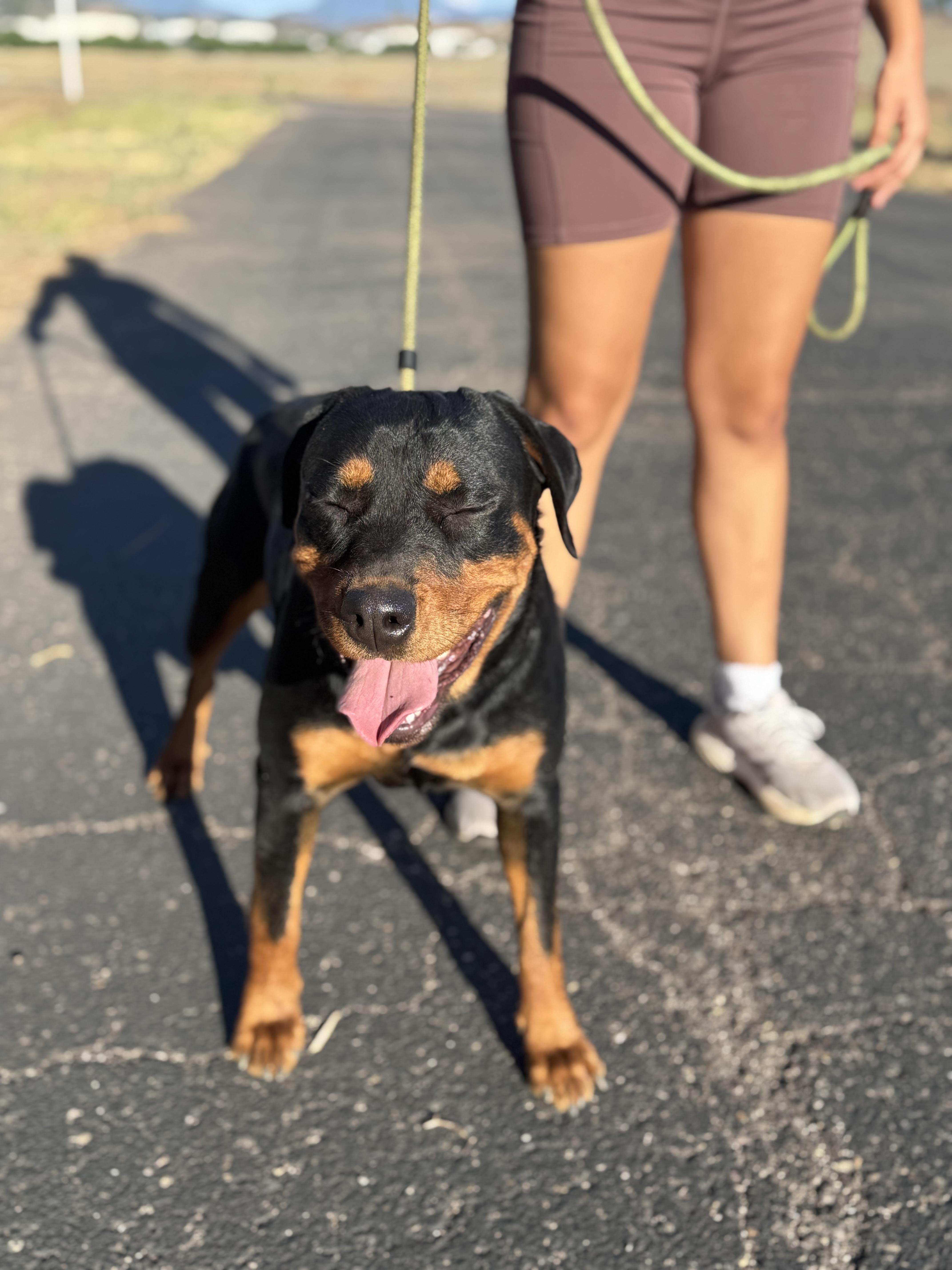 A young large-sized female Bicolor Rottweiler dog named Meeka for adoption in Ramona, CA