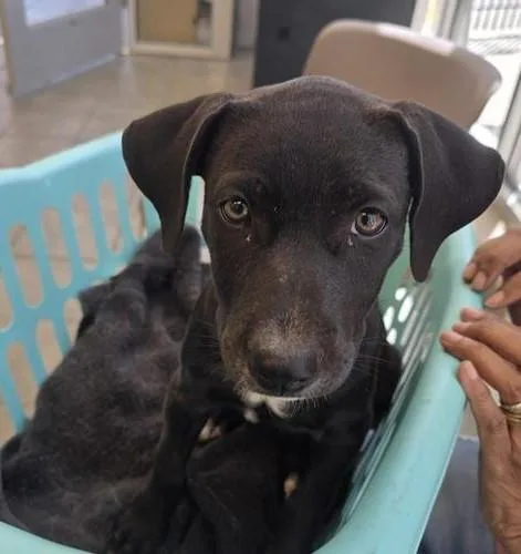 A baby small-sized female Labrador Retriever dog named Uma for adoption in San Antonio, TX