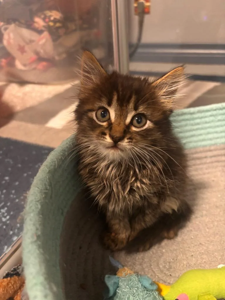 A baby medium-sized female Tabby cat named Pebbles for adoption in San Antonio, TX