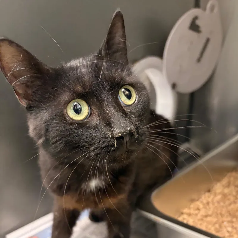 A young medium-sized male Black Domestic Short Hair cat named Asteroid for adoption in Marshall, VA