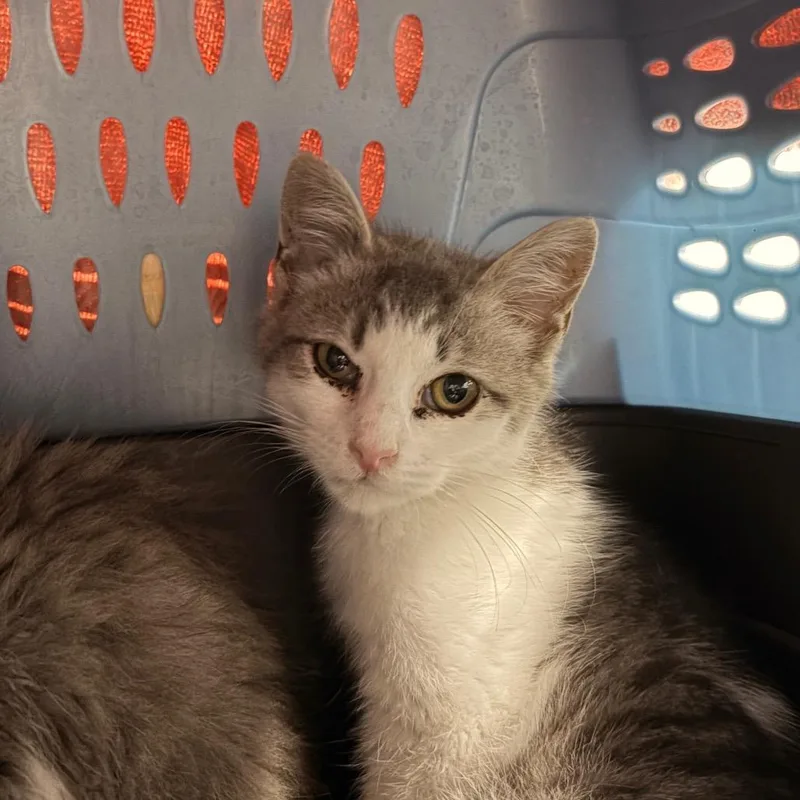 A baby small-sized female Brown / Chocolate Domestic Long Hair cat named Harmony for adoption in Grand Rapids, MI