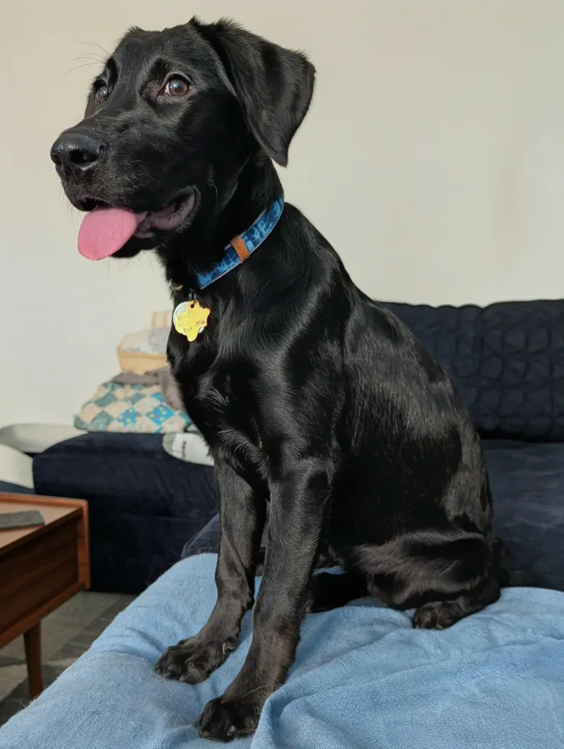Fig