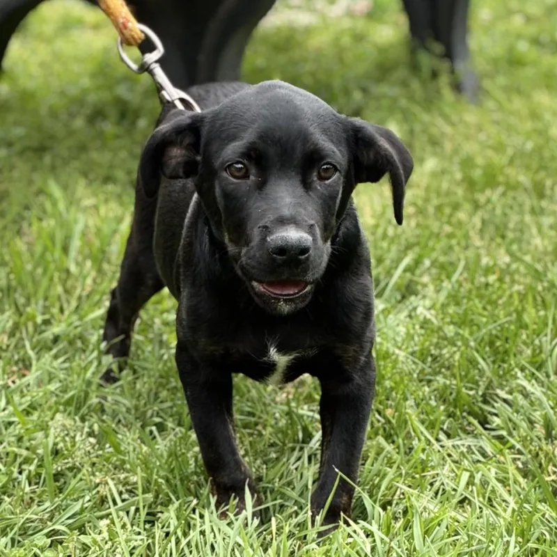 A baby medium-sized male Black Labrador Retriever dog named Bravo for adoption in South Elgin, IL