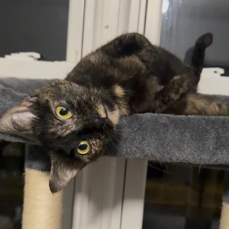 Stella