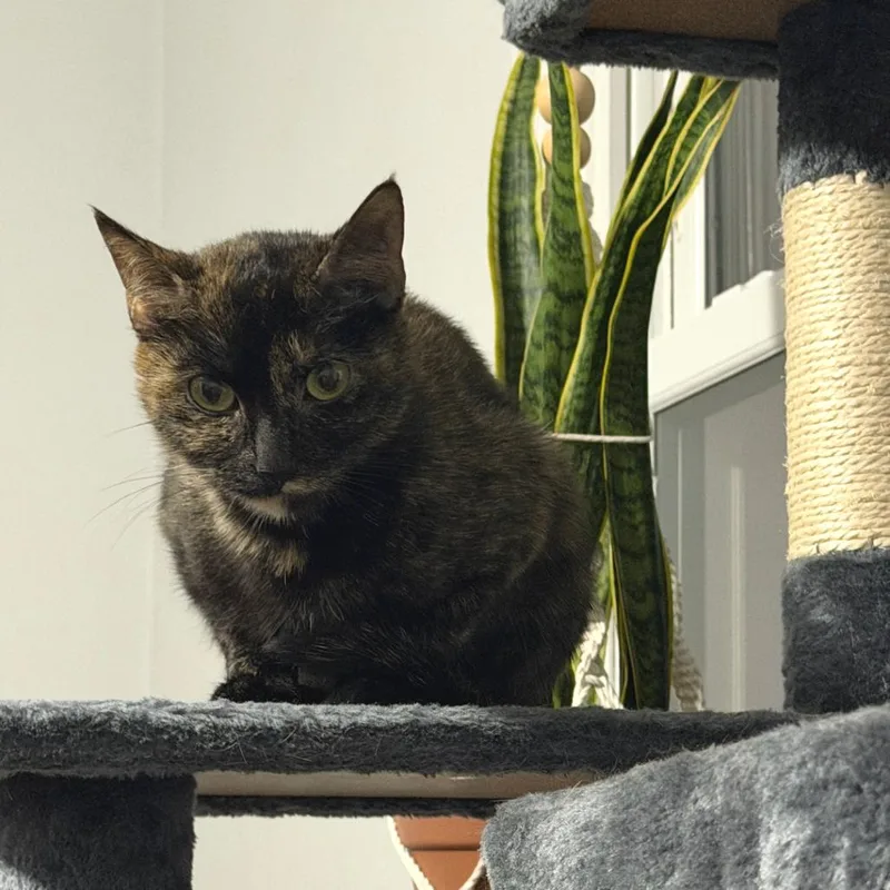 Stella thumbnail 2