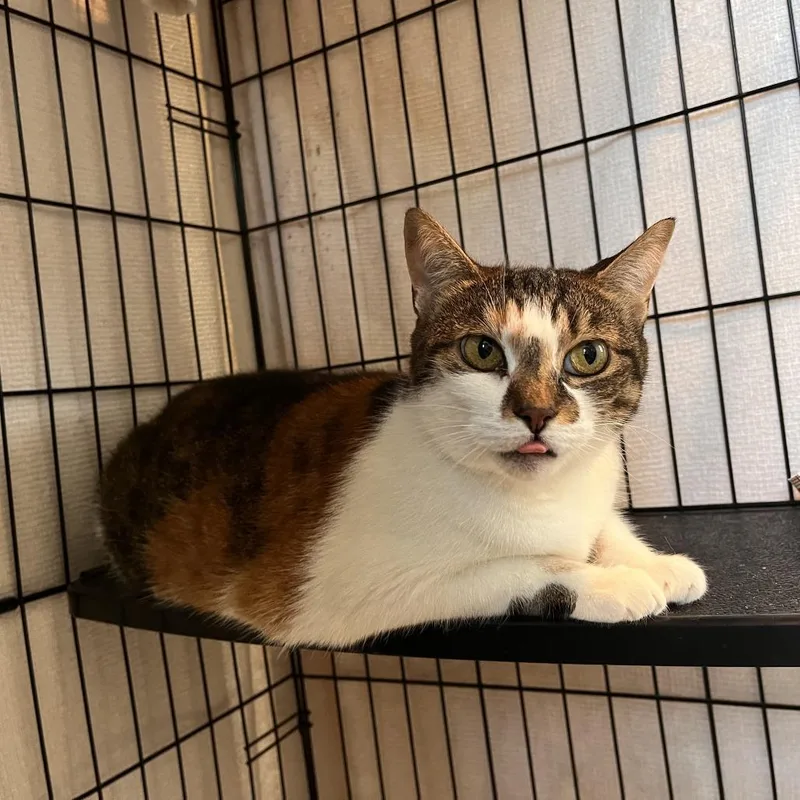 An adult medium-sized female Torbie Domestic Short Hair cat named Fun Police for adoption in Salisbury, MA