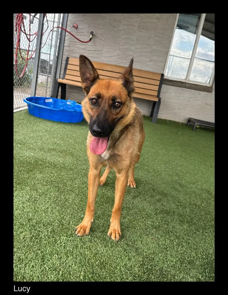 An adult medium-sized female Shepherd dog named Lucy for adoption in Chino Valley, AZ