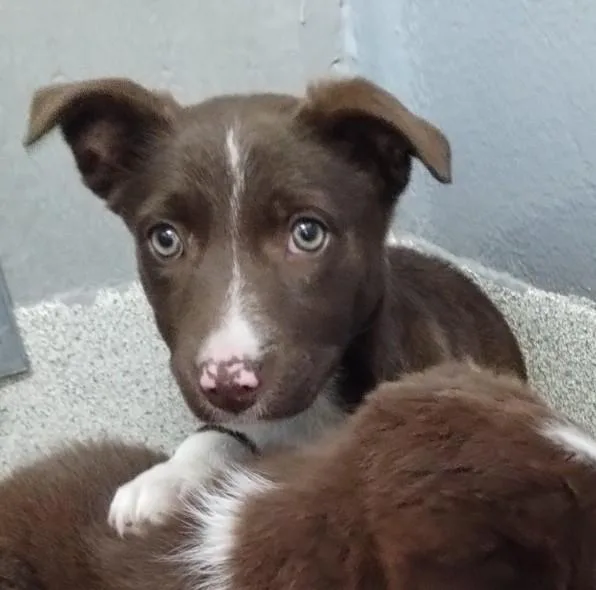 A baby medium-sized female Border Collie dog named Lyra for adoption in Alameda, CA