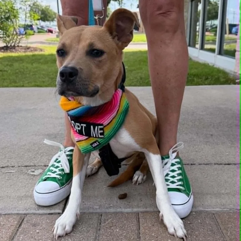 A young medium-sized male Golden Pit Bull Terrier dog named Jake for adoption in Kaufman, TX