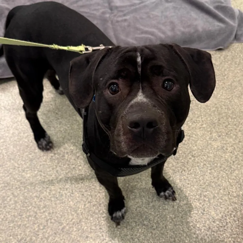 An adult medium-sized male Black Mixed Breed dog named Kane Brown for adoption in Jacksonville, FL
