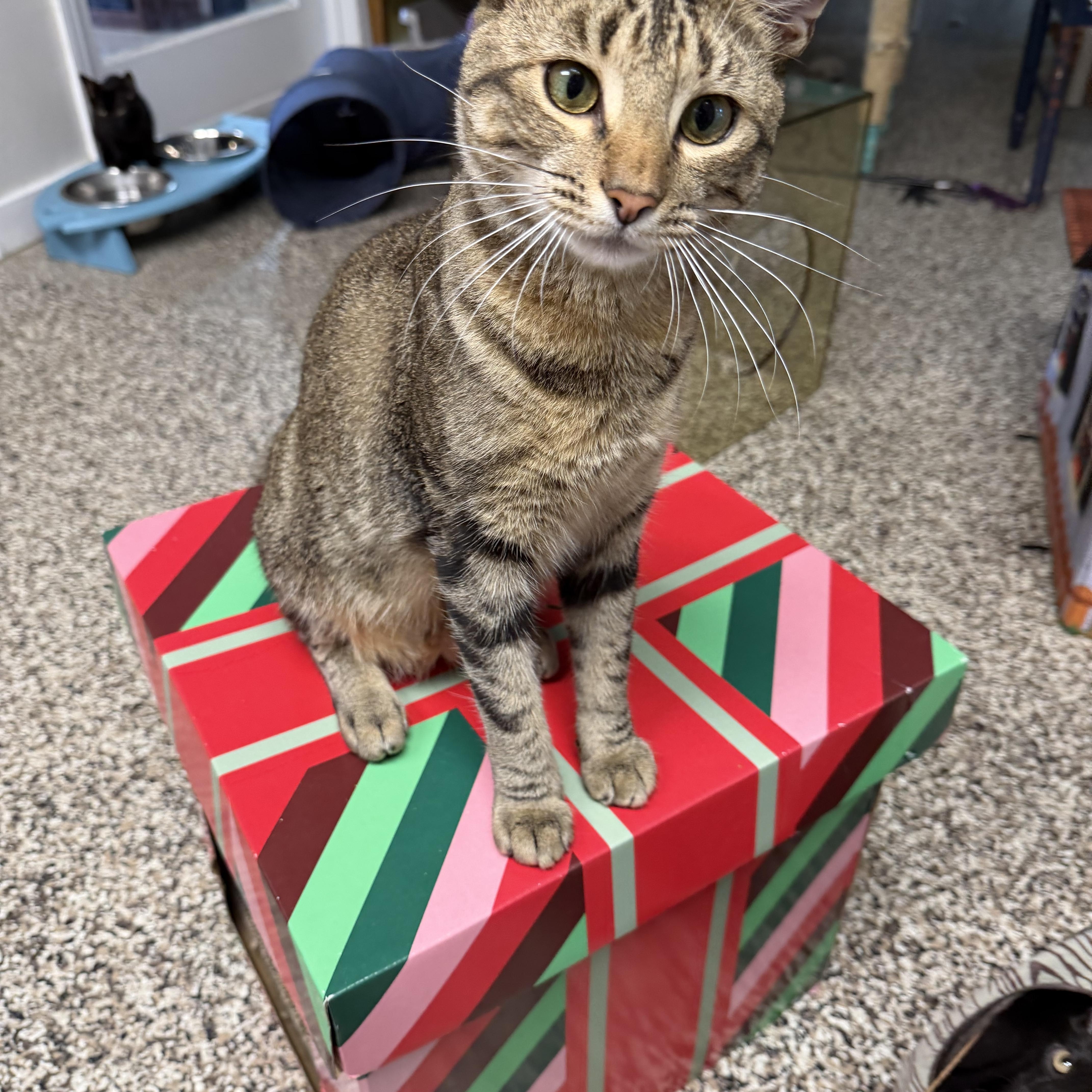 An adult medium-sized male Tabby (Brown / Chocolate) Domestic Short Hair cat named Libra for adoption in Fernandina Beach, FL