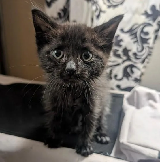 A baby small-sized male Domestic Short Hair cat named Jellybean for adoption in San Antonio, TX