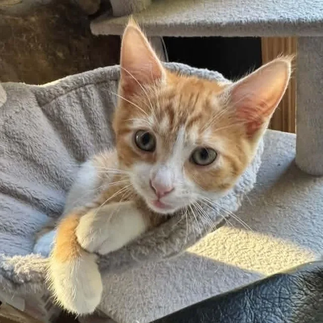 A baby medium-sized male Tabby (Orange / Red) Tabby cat named Tiki for adoption in Kentwood, MI