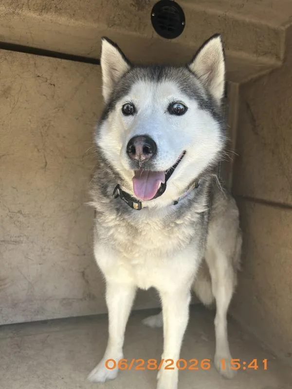 An adult medium-sized female Mixed Breed dog named Kimber for adoption in Melbourne, FL