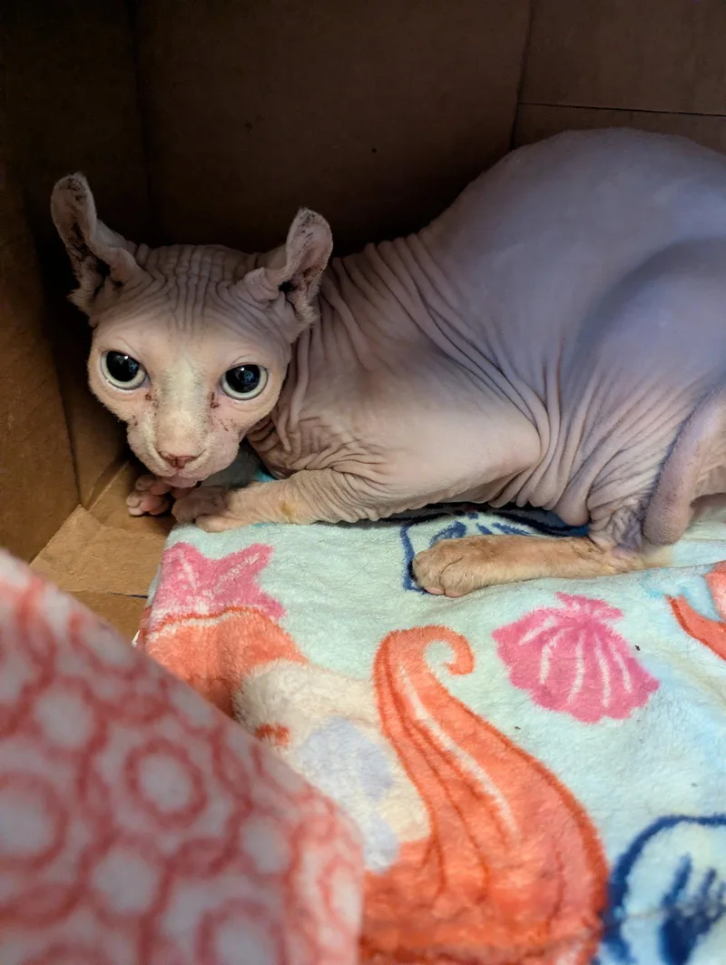 An adult medium-sized male Sphynx / Hairless Cat cat named Kenny for adoption in Waterloo, IA