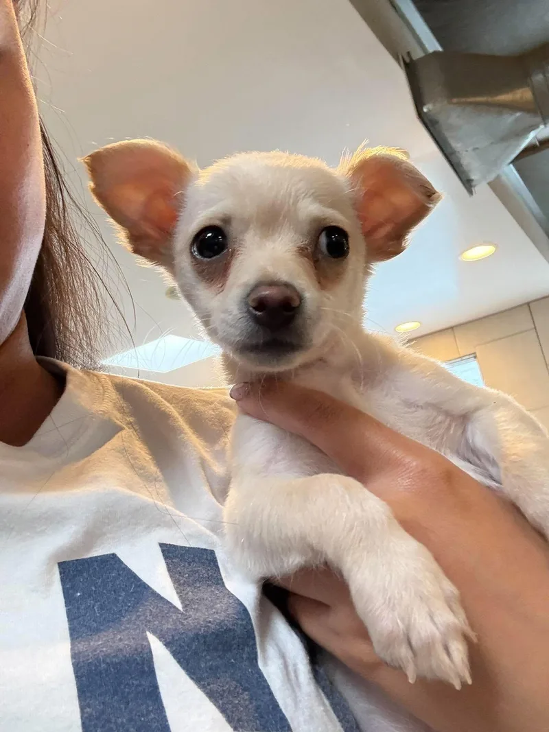A baby small-sized male White / Cream Chihuahua dog named Strudel for adoption in Phoenix, AZ
