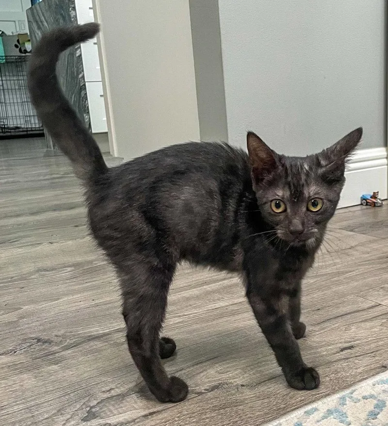 A baby medium-sized female Domestic Short Hair cat named Orzo for adoption in Lighthouse Point, FL