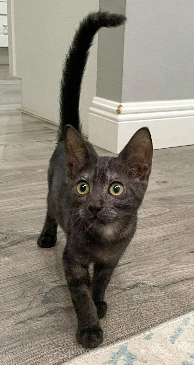 Orzo thumbnail 3