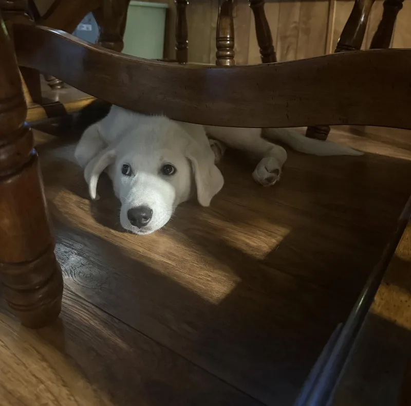 A young large-sized female Great Pyrenees dog named Fig for adoption in Garland, TX