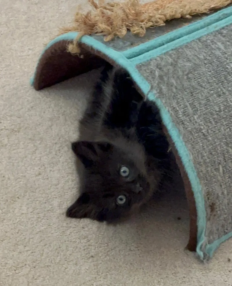 A baby medium-sized male Black Domestic Short Hair cat named Gg Litter Rubis for adoption in Livonia, MI