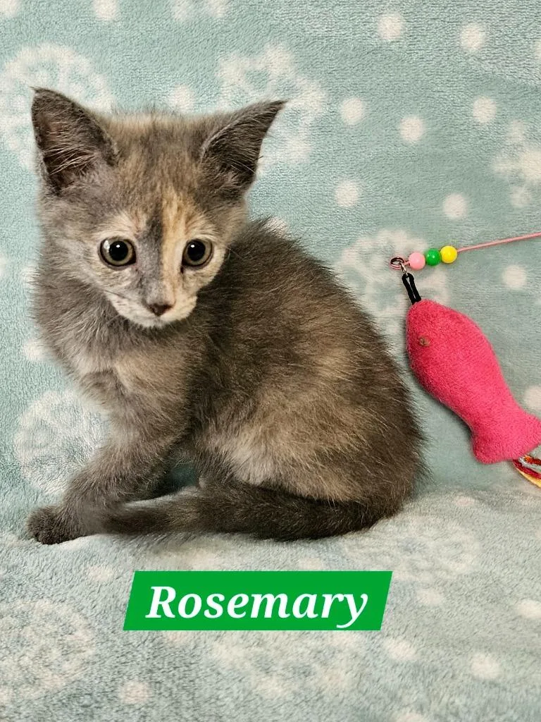 A baby medium-sized female Domestic Short Hair cat named Rosemary for adoption in Manchester, TN