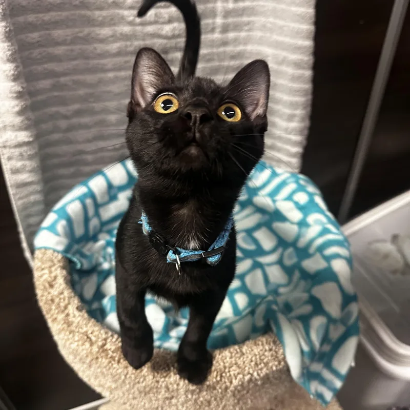 Willie  Kuykendahl Petsmart thumbnail 5
