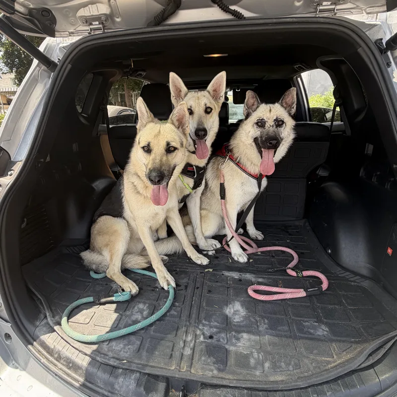 A young medium-sized female Golden German Shepherd Dog dog named Luna for adoption in Burbank, CA