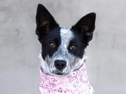 An adult medium-sized female Mixed Breed dog named Rosalina for adoption in Longmont, CO