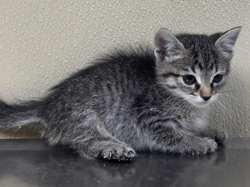 A baby medium-sized female Domestic Short Hair cat named Hydra for adoption in Brainerd, MN