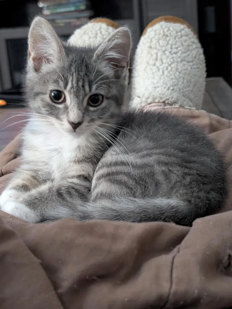 A baby small-sized female Domestic Short Hair cat named Lila for adoption in Gorham, ME