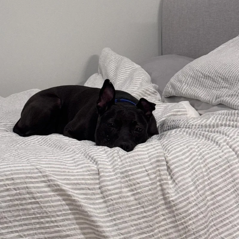 A senior medium-sized female Black Pit Bull Terrier dog named Cow for adoption in Chicago, IL