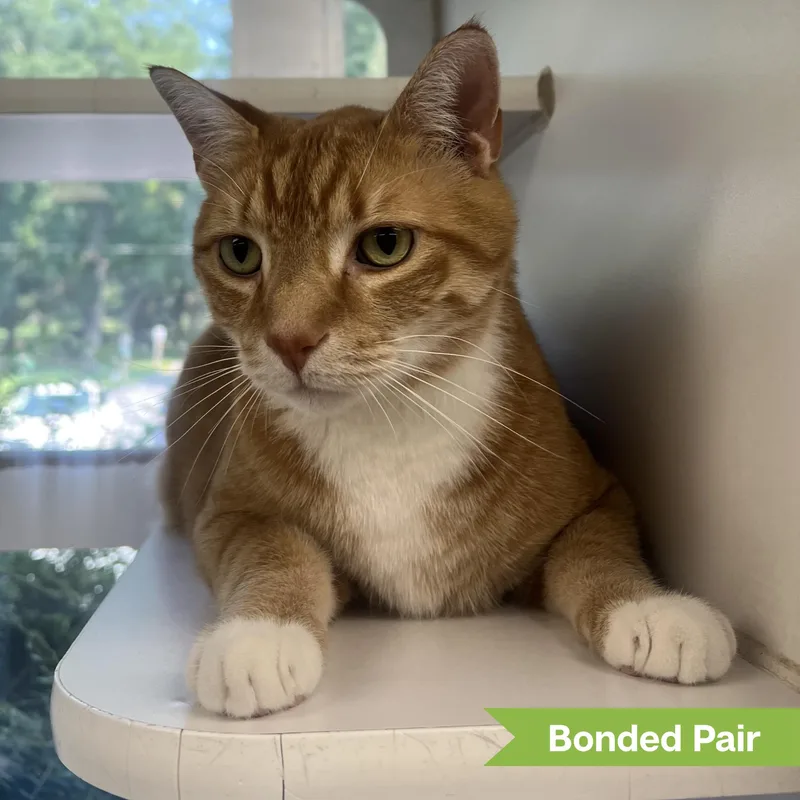 A senior large-sized male Orange & White Domestic Short Hair cat named Simba for adoption in Reisterstown, MD