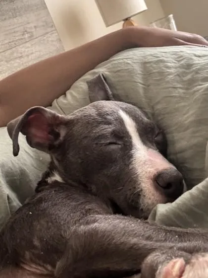 A baby small-sized female Pit Bull Terrier dog named Nelli for adoption in Westland, MI