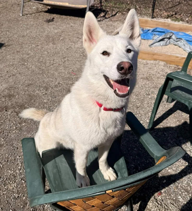 A young large-sized female White / Cream Husky dog named Snowy for adoption in Elmsford, NY