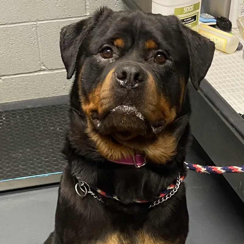 An adult large-sized female Black Mixed Breed dog named Olympia for adoption in Allentown, PA
