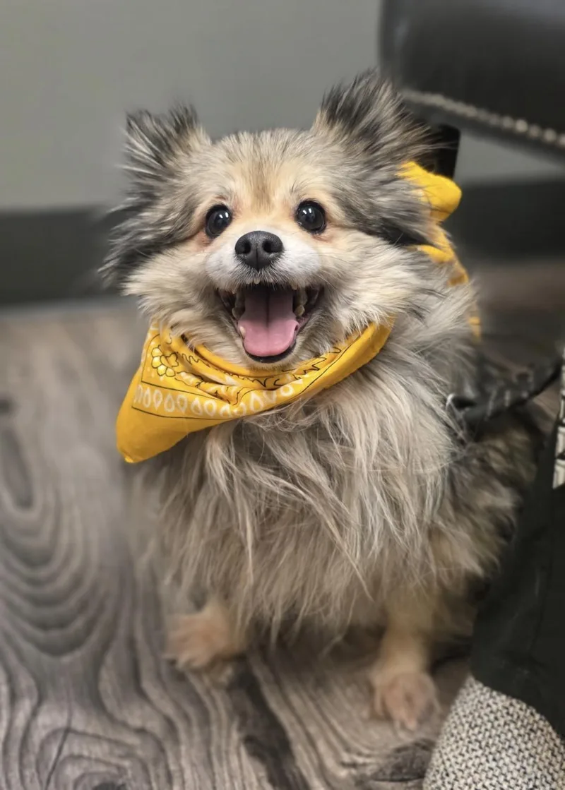 A senior small-sized male Pomeranian dog named Lulu for adoption in Powell Butte, OR