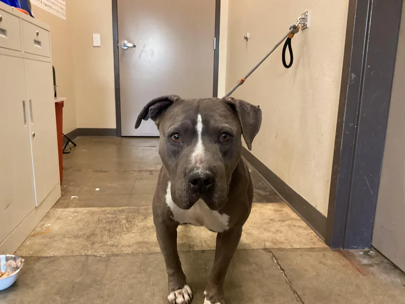 An adult large-sized male Pit Bull Terrier dog named Bowser for adoption in Ontario, CA