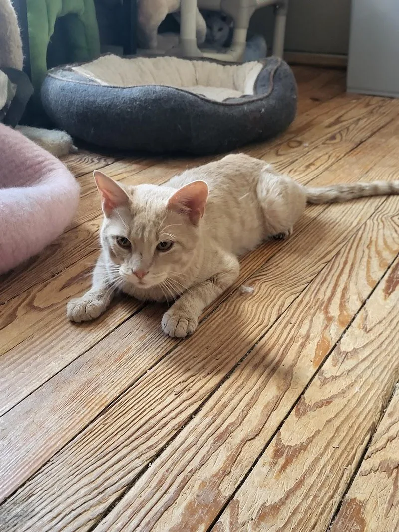An adult medium-sized male Buff & White Tabby cat named Mandarin for adoption in Allentown, PA