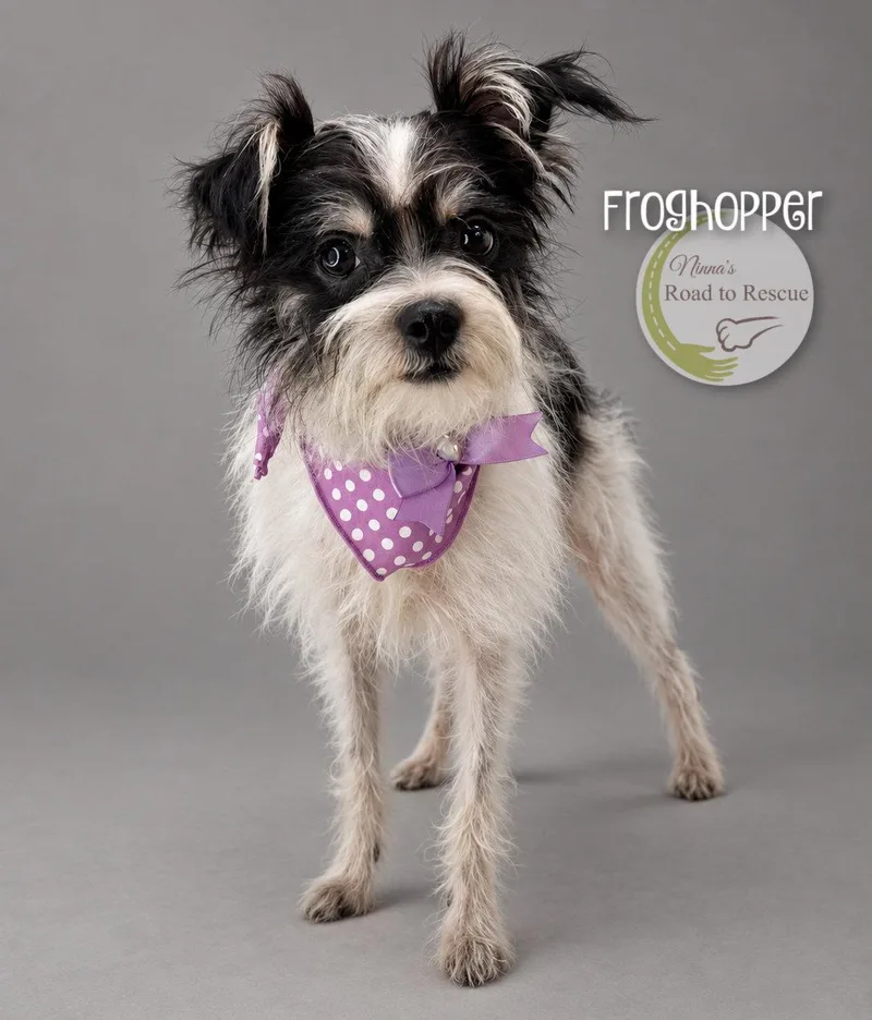 A young small-sized female Yorkshire Terrier dog named Froghopper for adoption in Benton, LA